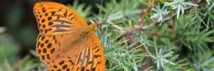 Home Landschap met dieren - ecologisch onderzoeksbureau uit Gelderland inventariseert flora en fauna